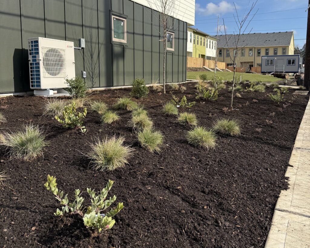 Newly planted landscaping next to Building 1 of King City Commons